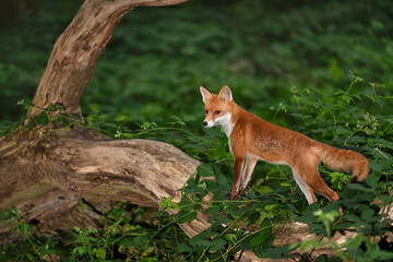 Red fox cub standing on a tree in a forest