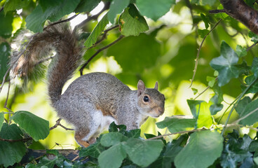 Portrait of a curious grey squirrel standing on a garden fence
