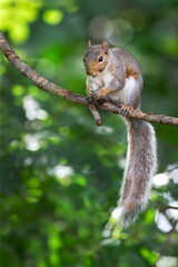 Portrait of a grey squirrel standing on a tree branch