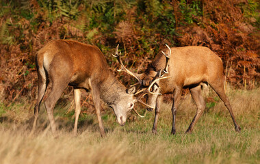 Young red deer stags practice fighting during the rutting season in autumn