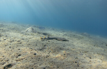 Guitarfish in the blue sea. Underwater landscape with guitar shark.