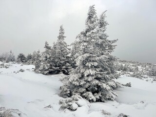 snow covered frozen trees in polish mountains