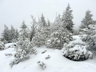 snow covered trees, frozen nature in the mountains