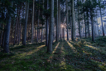 Fototapeta premium Sun shining through the forest