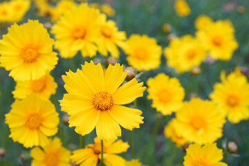 Coreopsis lanceolata, Lanceleaf Tickseed or Maiden eye on meadow, field blooming in summer. Nature, plant, floral background. Yellow flower lance leaved Coreopsis in bloom, close up, macro, top view