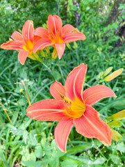 orange tiger lilies
