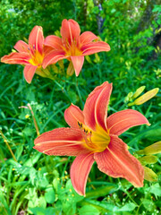 orange tiger lily