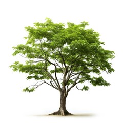 Fototapeta premium Isolated Green Fertile Neem Tree Leaves. Botanical Illustration of Large Asian Deciduous Tree Branch with Bright Colors. Cut-Out Design