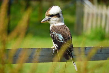 British and International Birds of Prey