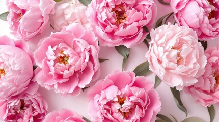 Pink peonies on the pink background