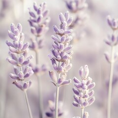 Obraz premium A bunch of purple flowers with white tips
