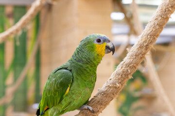 Close up shot of the orange winged amazon parrot. Birds