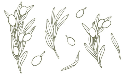 Vector olive tree branch with leaves and olives fruit. Hand drawn outline floral illustration, contours without color fill for logo, package design, greetings, wallpapers, print, fabric