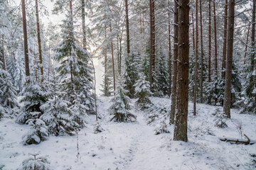 Fototapeta premium Winter wonderland forest covered in fresh snow. Winter trail through beautiful forest in northern hemisphere at northern country. Dream like snow day