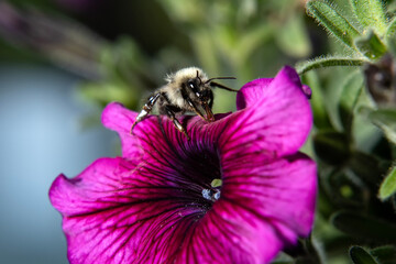 Bumble bee on petunia; Laramie, Wyoming