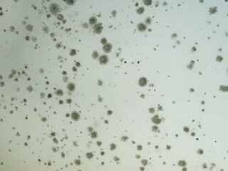 Mold growth covering a surface in a damp indoor environment