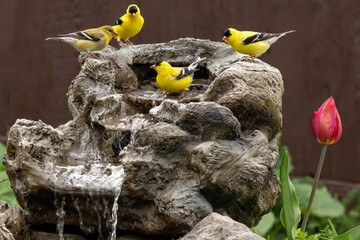 Goldfinches (Spinus tristus) drinking at cascade; Laramie, Wyoming