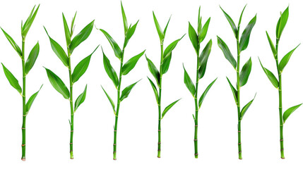 Fototapeta premium A set of green bamboo stalks and leaves, isolated on white background