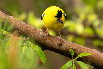 Goldfinch (Spinus tristus); Laramie, Wyoming