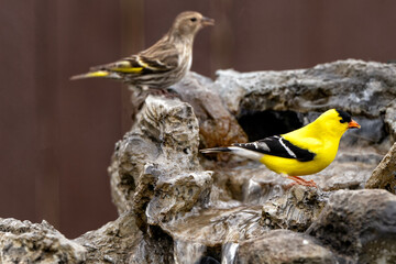 Pine siskin & Goldfinch drinking at cascade; Laramie, Wyoming