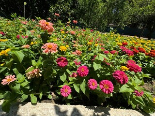 Pink elegant zinnia flowers in the garden. Close-up. Zinnia elegans (Z. violacea) known as youth andage. Double pink flowers of the Zinnia Oklahoma. An ornamental plant of the Asteraceae family.
