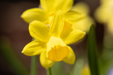 Obraz premium Jonquil blooming; Laramie, Wyoming