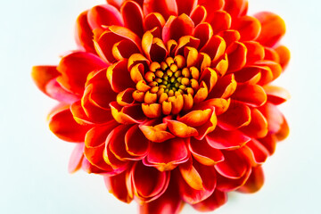 Dahlia flower on grey background.