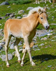 Fototapeta premium Foal of a Haflinger horse on its mountain pasture (Shieling) in the Otztal Alps (Obergurgl, Rotmoostal). Austria, Tyrol