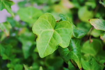 green leaves in the garden