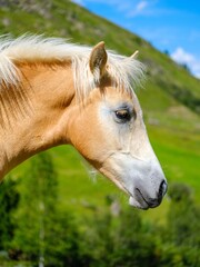 Obraz premium Haflinger horse on its mountain pasture (Shieling) in the Otztal Alps in the Rofen Valley near Vent. Austria, Tyrol