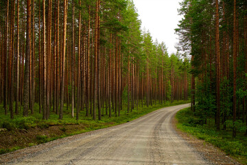 Obraz premium Finland, North Karelia, Koli National Park.
