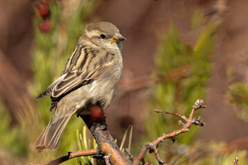 Savannah sparrow (Passerculus sandwichensis) in crabapple tree; Laramie, Wyoming