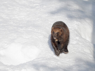 Obraz premium Wolverine during winter, Finland, Ranua Wildlife Park.