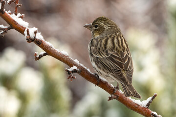 Savannah sparrow (Passerculus sandwichensis) in snowstorm; Laramie, Wyoming