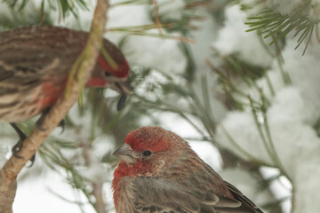 House finches (Haemorhous mexicanus) during snowstorm; Laramie, Wyoming