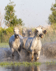 Fototapeta premium Saintes-Maries-de-la-Mer, Bouches-du-Rhone, Provence-Alpes-Cote d'Azur, France. Horses running through the marshes in the Camargue.