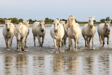 Saintes-Maries-de-la-Mer, Bouches-du-Rhone, Provence-Alpes-Cote d'Azur, France. Herd of horses wading through the marshes of the Camargue.