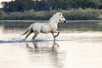 Saintes-Maries-de-la-Mer, Bouches-du-Rhone, Provence-Alpes-Cote d'Azur, France. Horse running through the marshes of the Camargue.