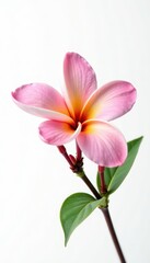 Close-up view, single frangipani, pure white backdrop, blossom, closeup, texture