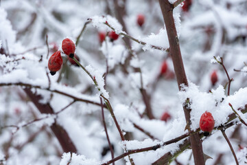 Woodland berries covered in snow during winter season in a serene landscape
