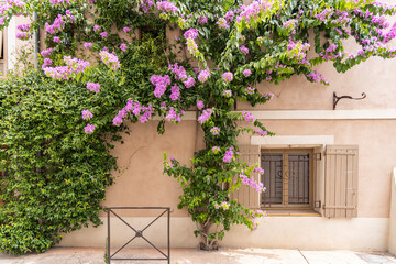 Aigues-Mortes, Gard, Occitania, France. Purple flowering vine on a building in the south of France.