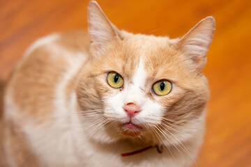 Ginger and white cat sitting indoors with a curious expression