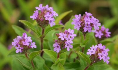 Obraz premium A cluster of small purple wildflowers blooming in a meadow, blossoms, nature, meadow, wildflowers
