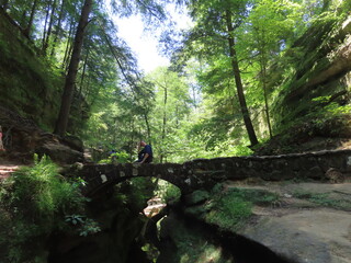 person in the forest