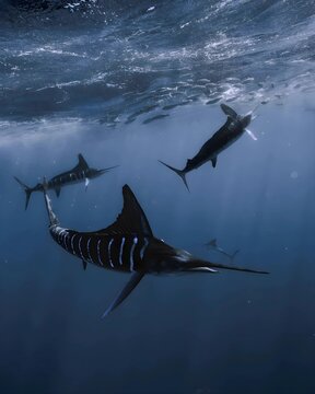Striped marlins elegantly navigating the ocean's depths, displaying their sleek forms amidst shimmering waters and abundant schools of fish