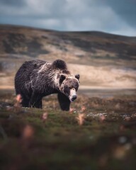Majestic grizzly bear exploring the wilderness, surrounded by vibrant landscapes under a moody sky