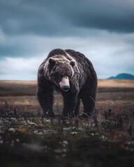 Majestic grizzly bear in a rugged landscape, walking amidst the wild terrain under a moody sky, embodying the raw power and beauty of nature.