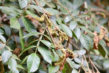 Ing&aacute; na Natureza: A Fascinante Jornada do Fruto que Brota nas &Aacute;rvores e Sustenta a Vida no Ecossistema Selvagem.