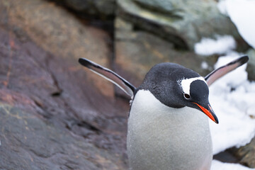 Single Gentoo penguin in Antarctica. Wild nature