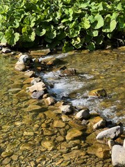 stream in the forest